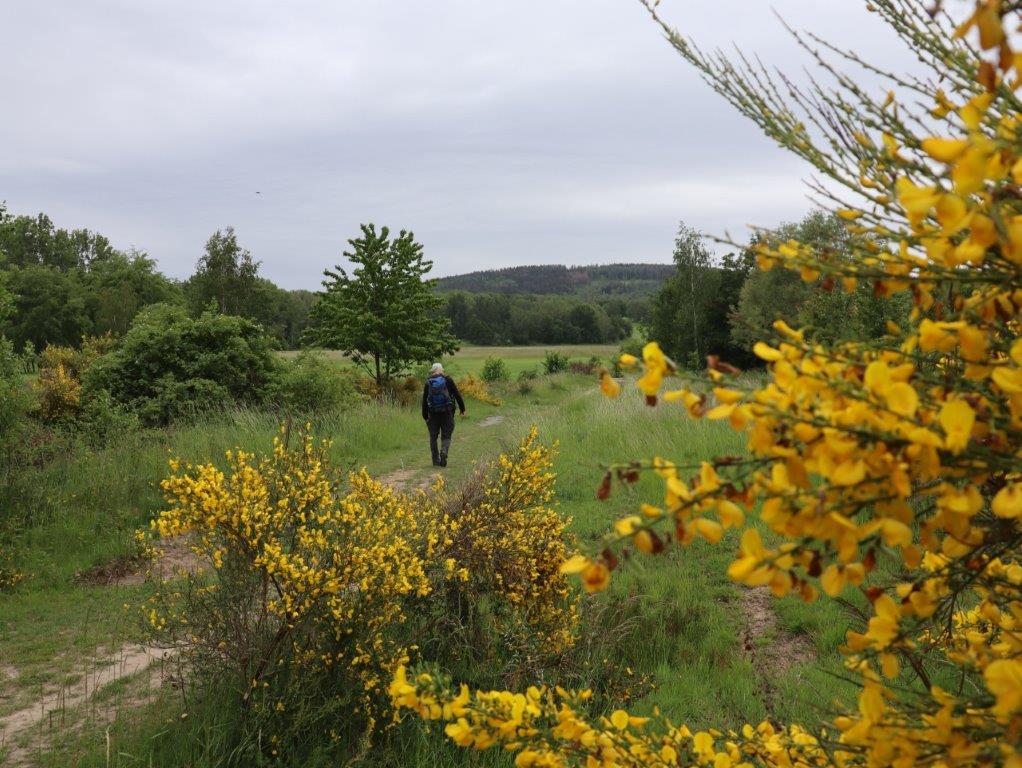 gelb blühende Ginsterbüsche, Landschaft mit einem Menschen
