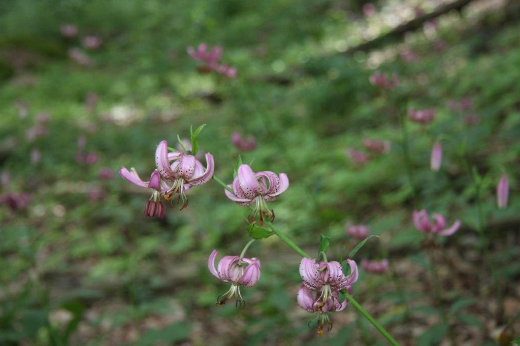 Rosa-farbene Blüten der Türkenbundlilien