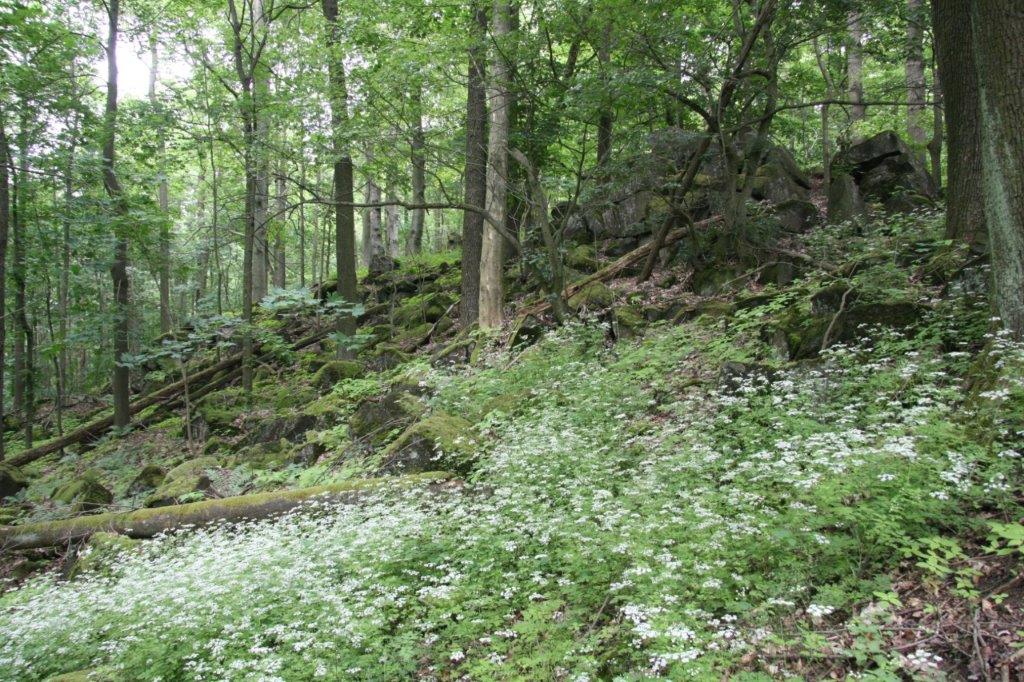 Geröllhalde im Wald