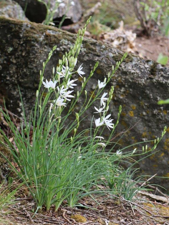 Weiß blühende Pflanzen vor Steinfels