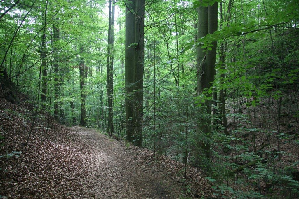Weg durch einen Laubwald
